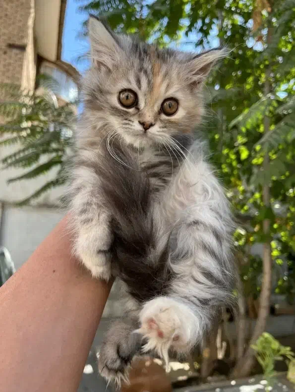 گربه|گربه|کرمانشاه, |دیوار