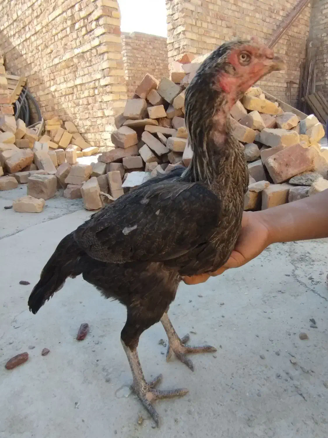 ماکیان لاری معامله ای|حیوانات مزرعه|سراوان, |دیوار