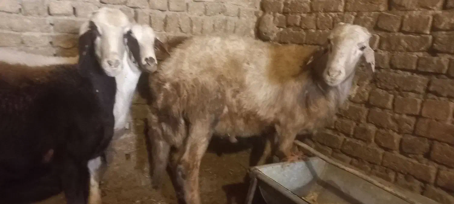 بره قوچ گوسفند میش شیشک|حیوانات مزرعه|ملایر, |دیوار