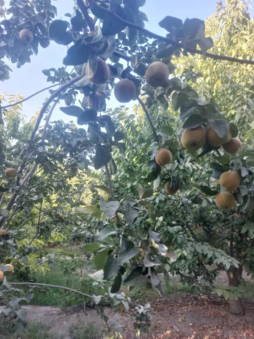 فروش باغ میوه|فروش زمین و ملک کلنگی|پیر بکران, |دیوار