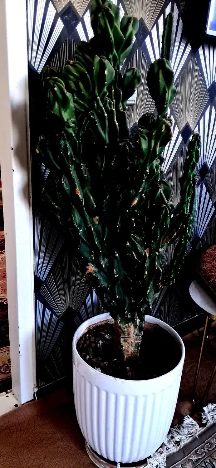 کاکتوس صخره ای|گل و گیاه طبیعی|کلیبر, |دیوار