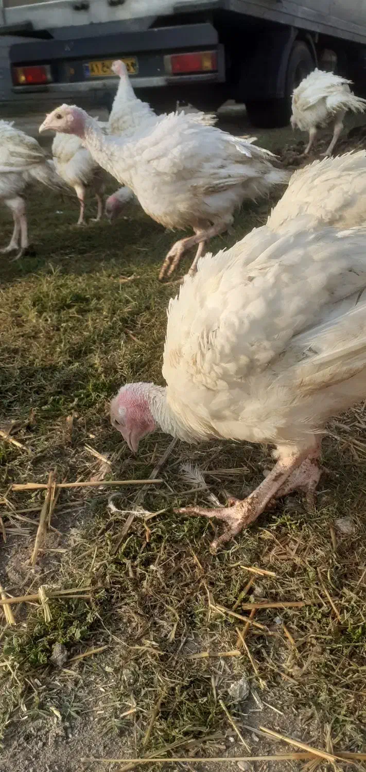 بیوتی۶ حراج|حیوانات مزرعه|گمیشان, |دیوار