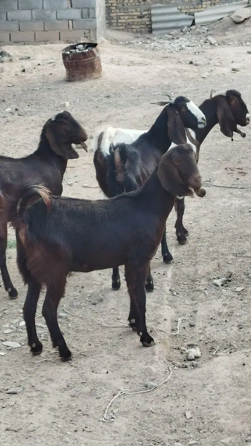 چهار عدد کولار پاکستانی یک ساله آبستن ضمانتی|حیوانات مزرعه|ملکآباد, |دیوار