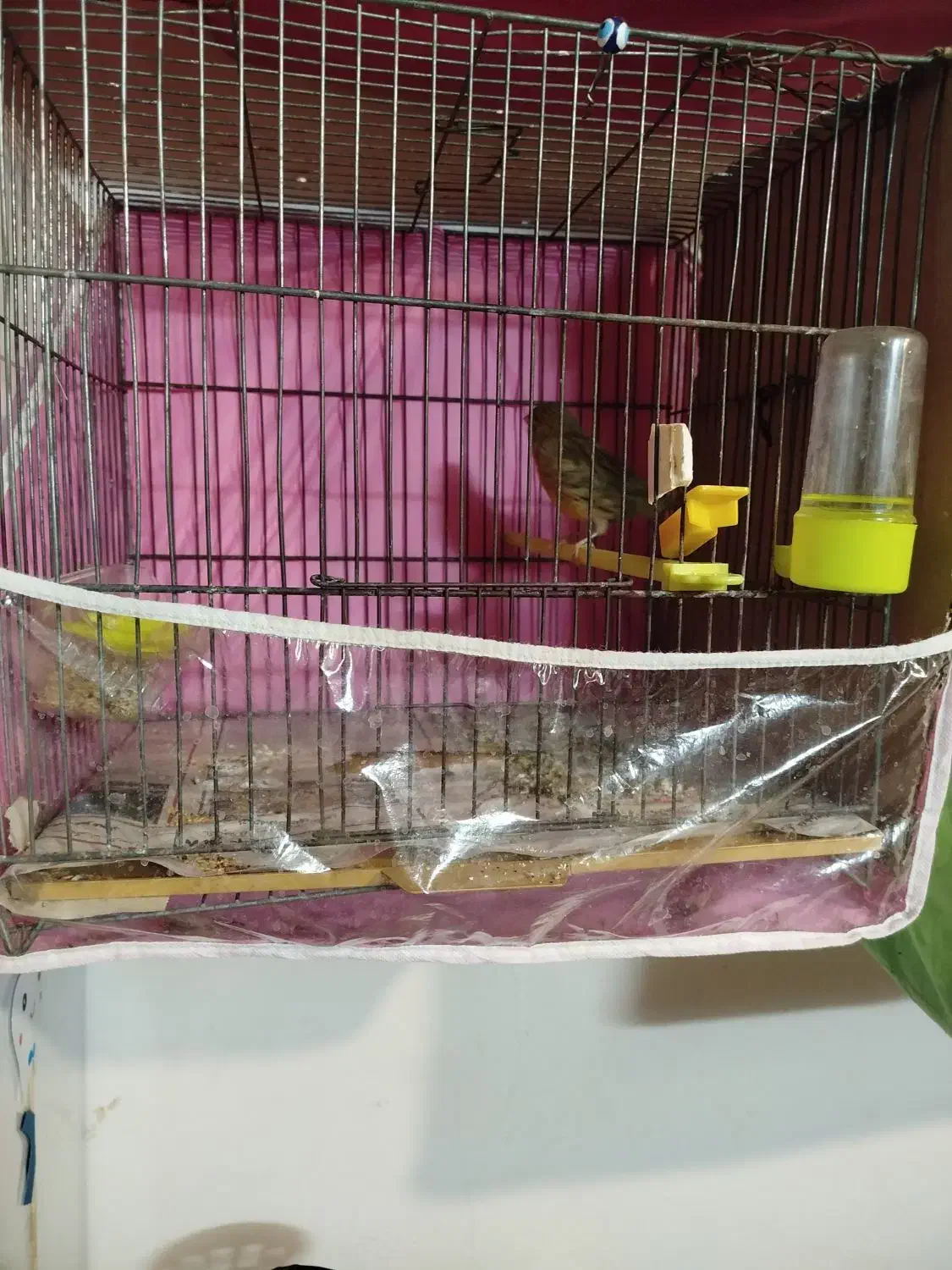 تعداد قناری سهره همه نر|پرنده|مشهد, چهنو|دیوار