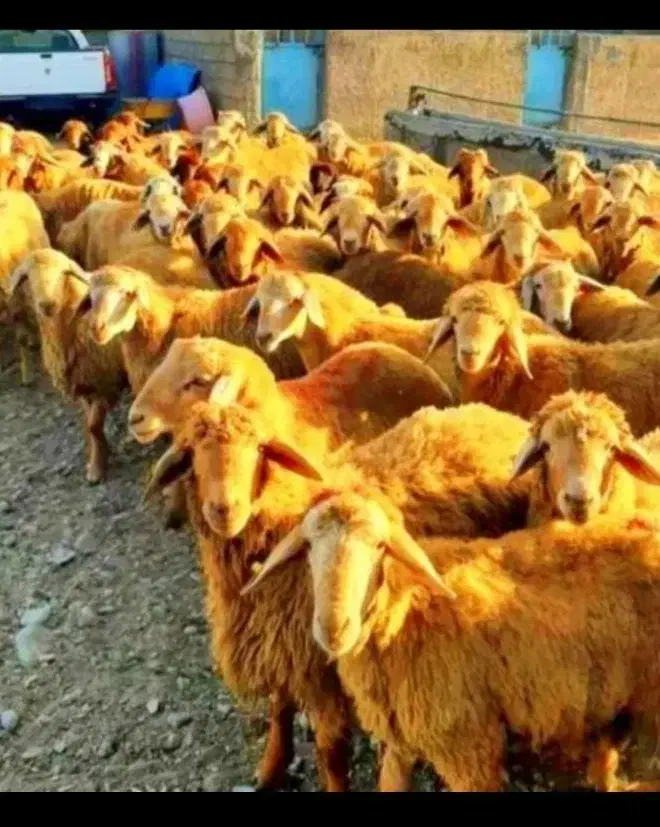 گوسفند زنده چرا شده در مناطق کوهستانی سرسبز|حیوانات مزرعه|تهران, جوادیه|دیوار