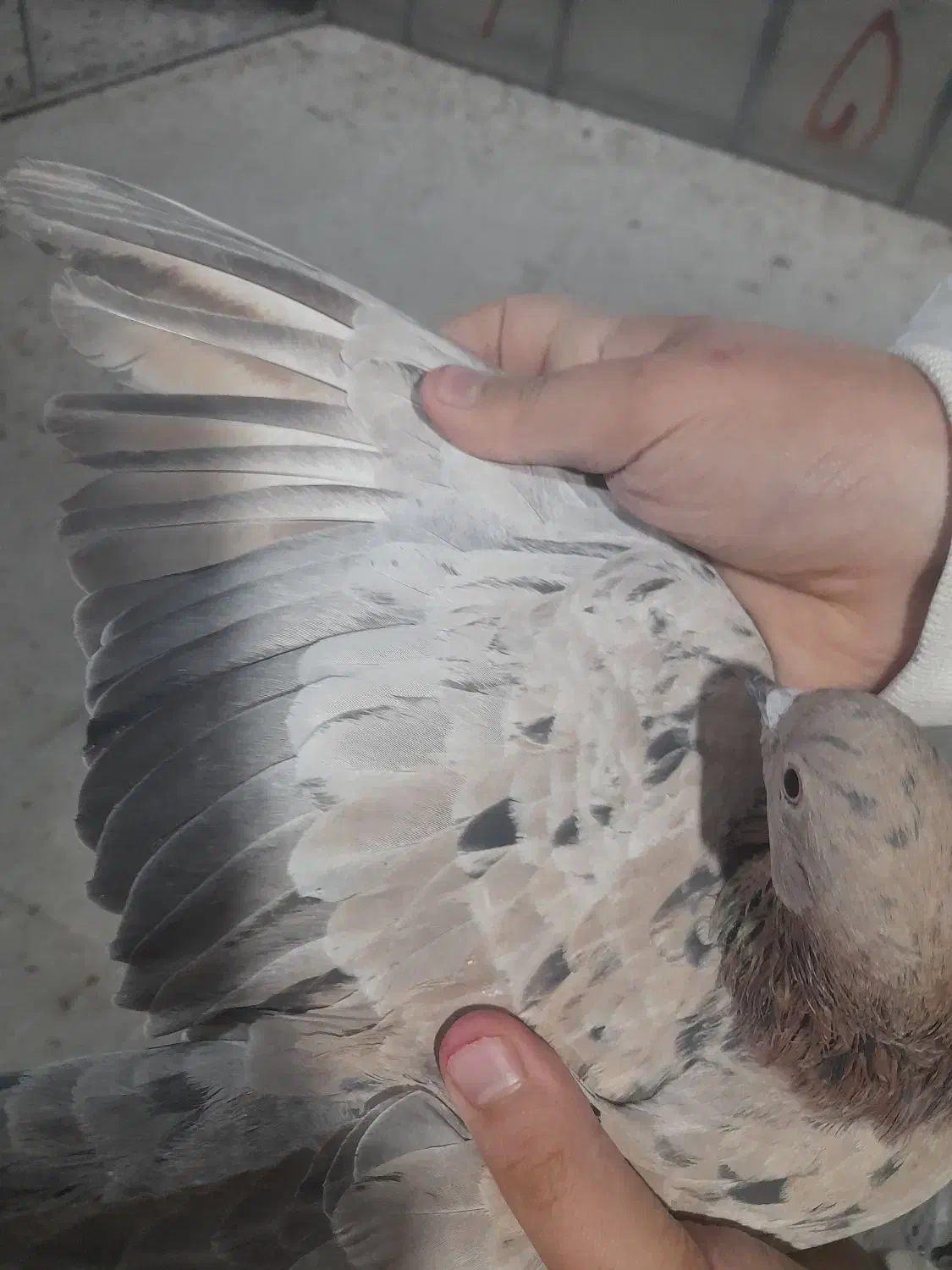 کفتر پرشی|پرنده|تهران, دبستان|دیوار