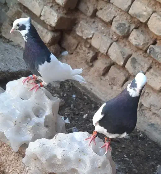 کبوترطوق سیاه کاکل ساده|پرنده|فسا, |دیوار