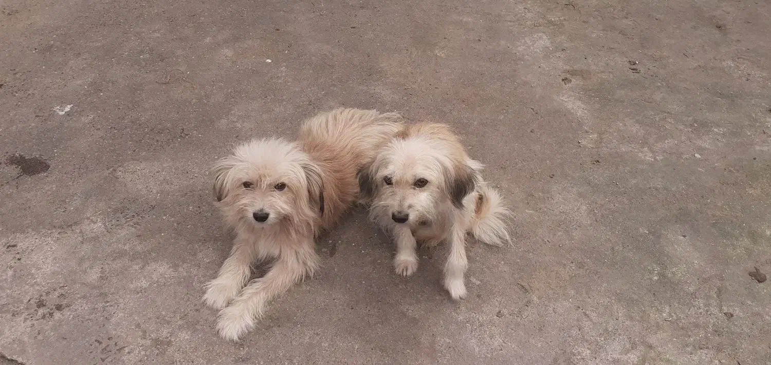 واگزاری نگهدادی سگهای پاکوتاه و پشمالو|سگ|سنگر, |دیوار