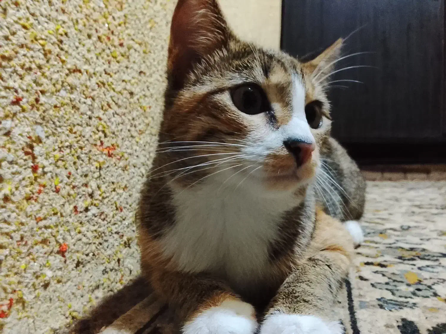 گربه رایگان|گربه|لاهیجان, خالو باغ|دیوار