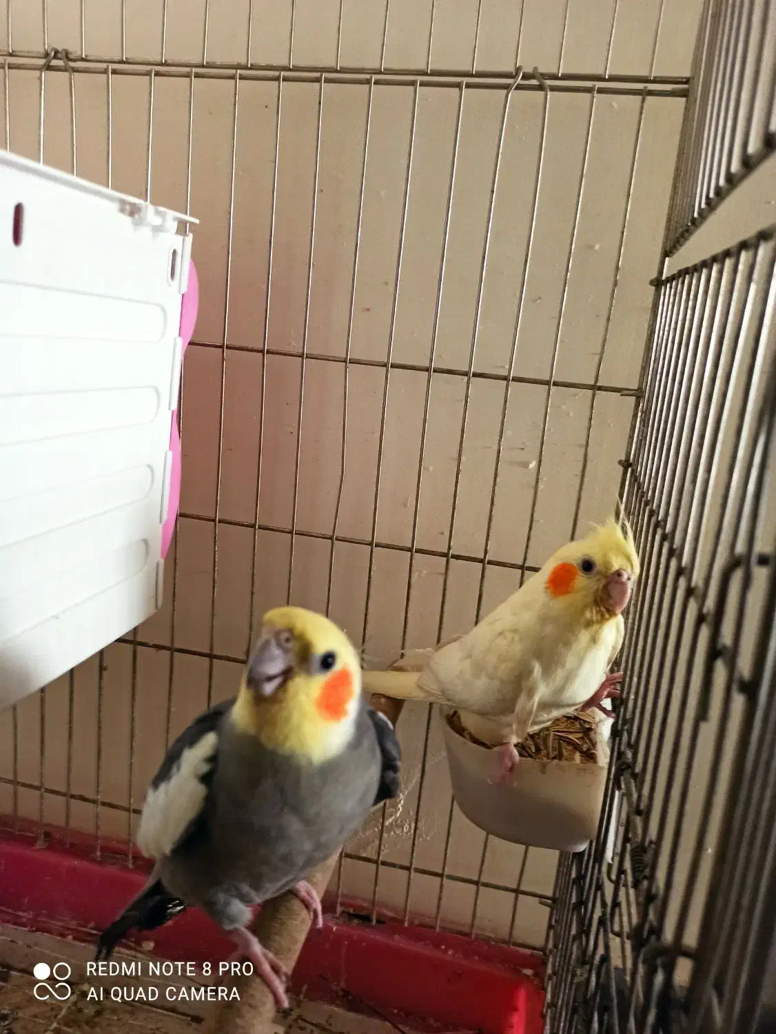 یه جفت عروس هلندی با جوجه|پرنده|شیراز, ابیوردی|دیوار