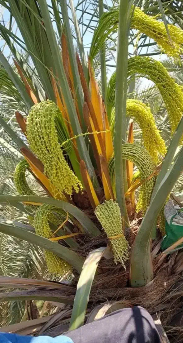 درجه یک|حراج|کردیان, |دیوار