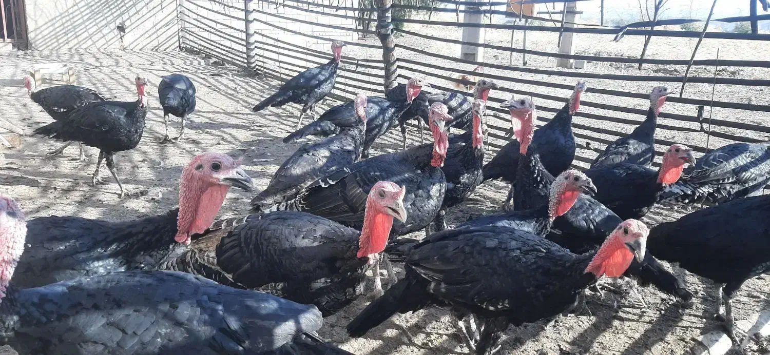 باسلام، بوقلمون نر و ماده چاق اورگانیک درچگنی|حیوانات مزرعه|چگنی, |دیوار