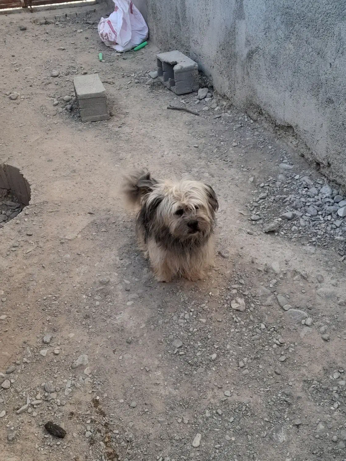 سگ پاکوتاه|سگ|شیروان (خراسان), |دیوار