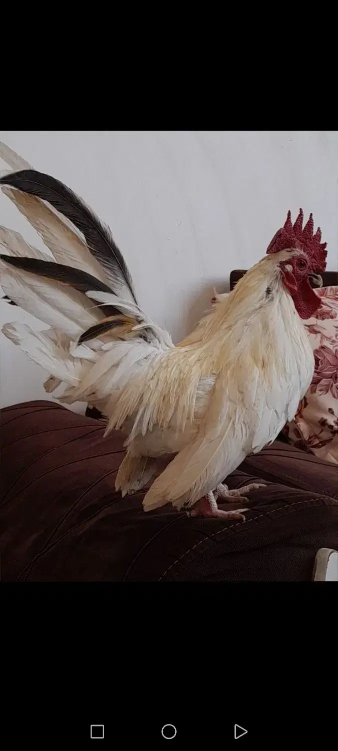 مرغ خروس مینیاتوری جاپنیز|حیوانات مزرعه|چهارباغ, |دیوار
