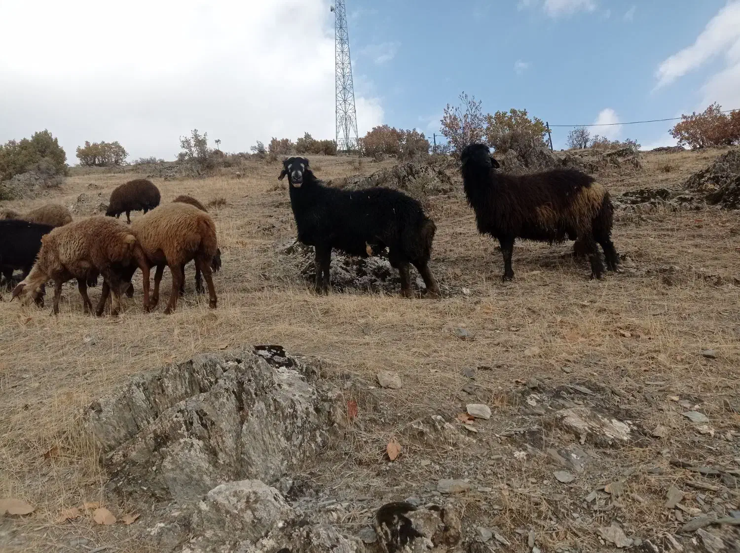 شیشک نر|حیوانات مزرعه|مریوان, |دیوار