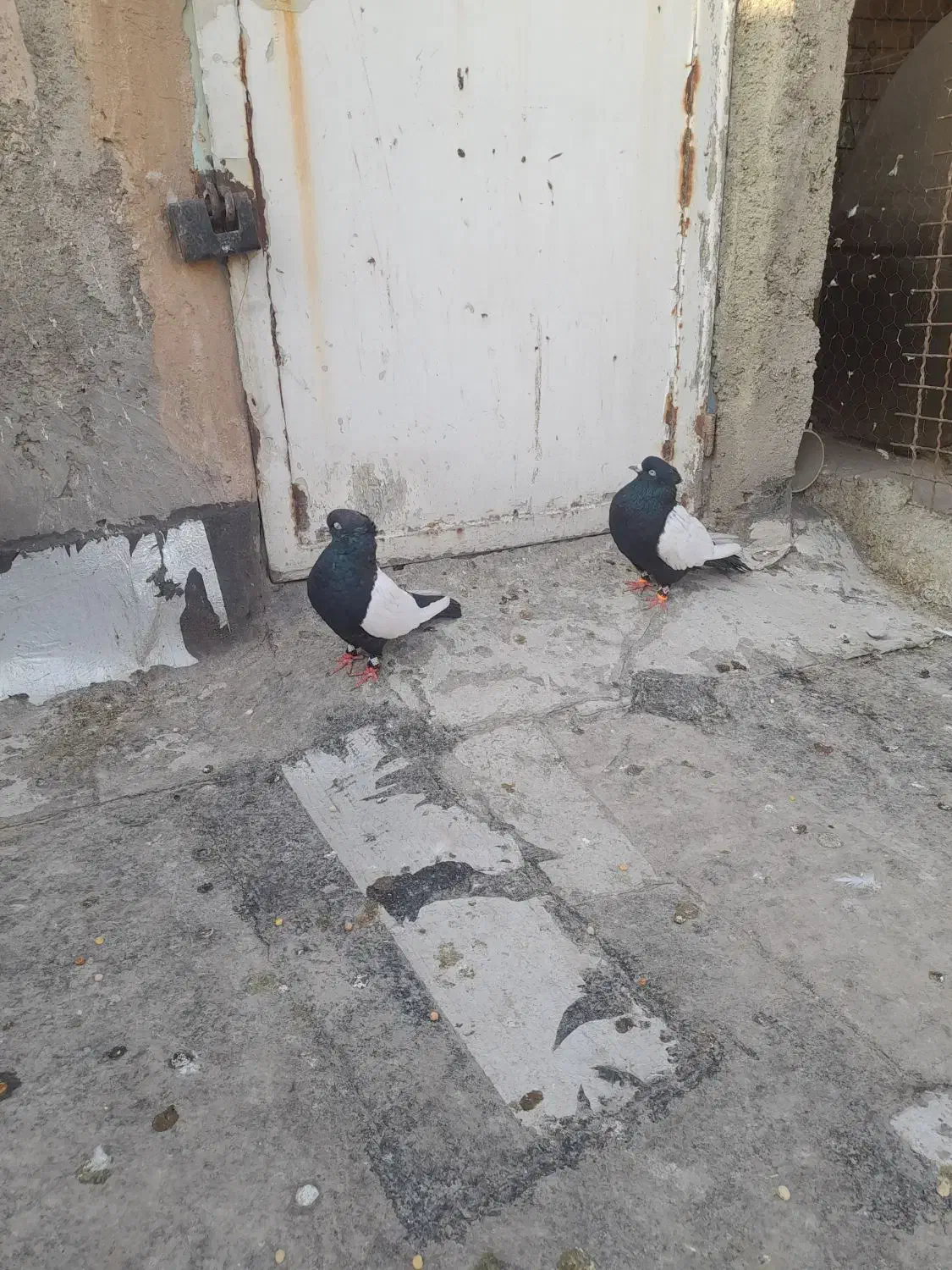 نروماده باهم قیمت ۲۵۰۰|پرنده|نیشابور, دهنو|دیوار