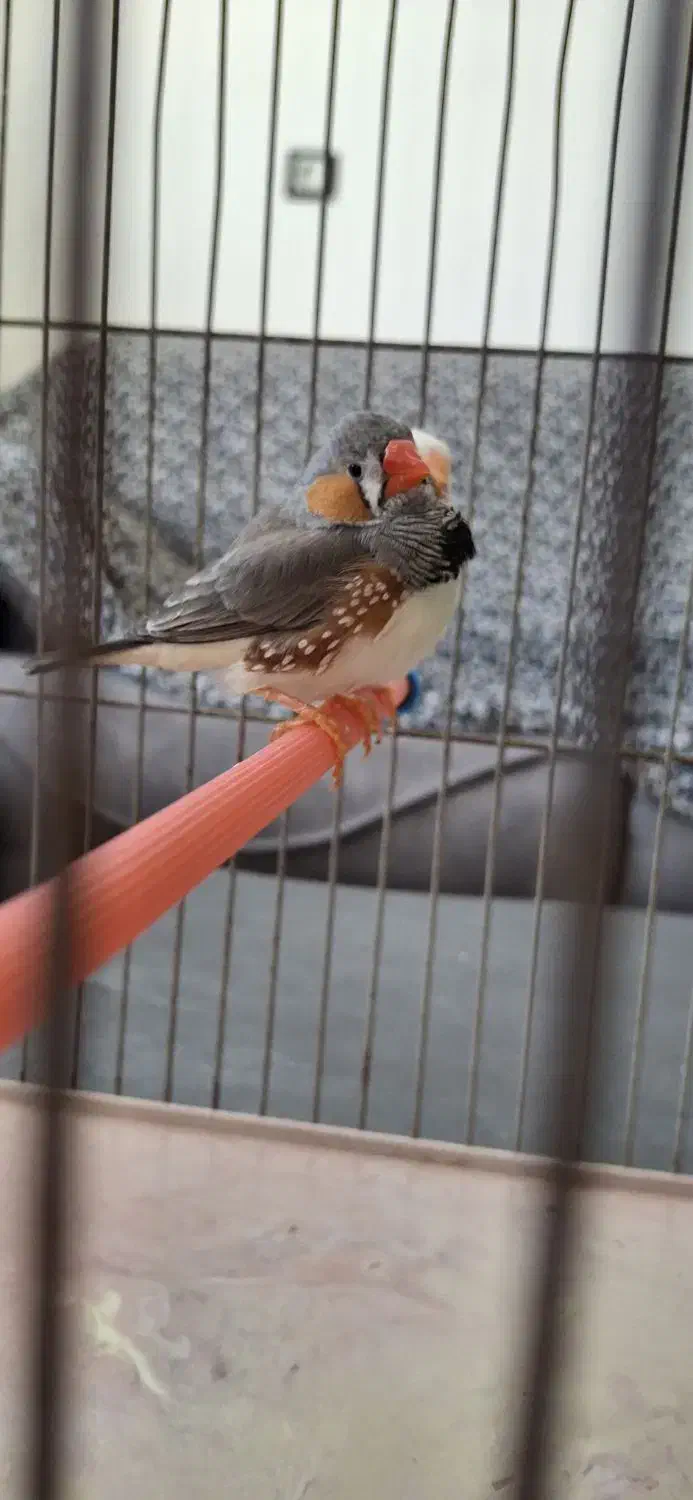 فنچ|پرنده|مرودشت, ثبت احوال|دیوار