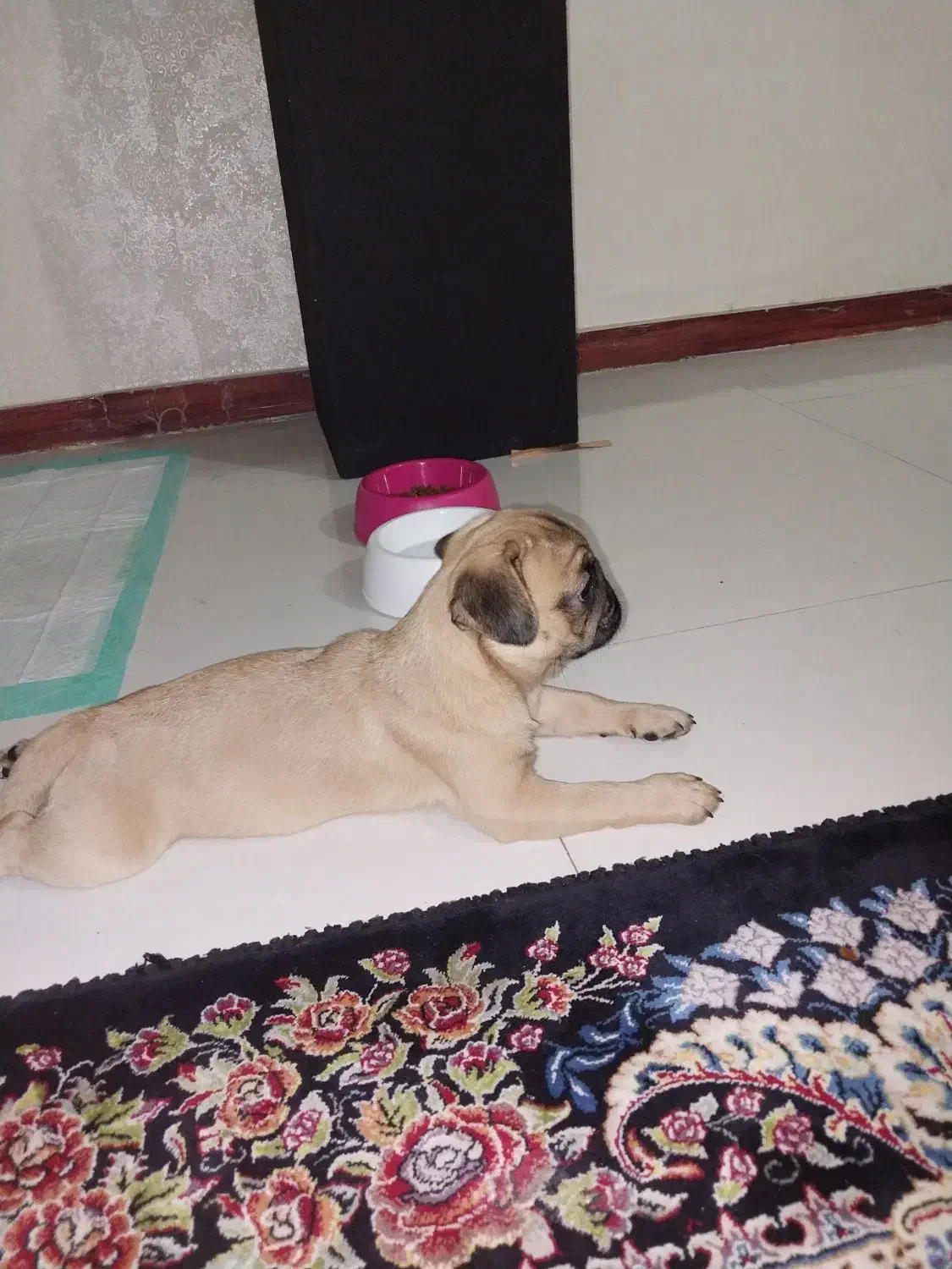 سگ پاگ|سگ|پاکدشت, پاکدشت (مامازند)|دیوار