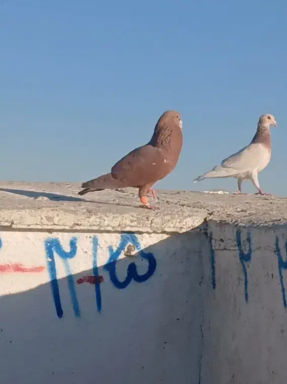 کفتر سرخ کرمونی|پرنده|سبزوار, میدان بار|دیوار