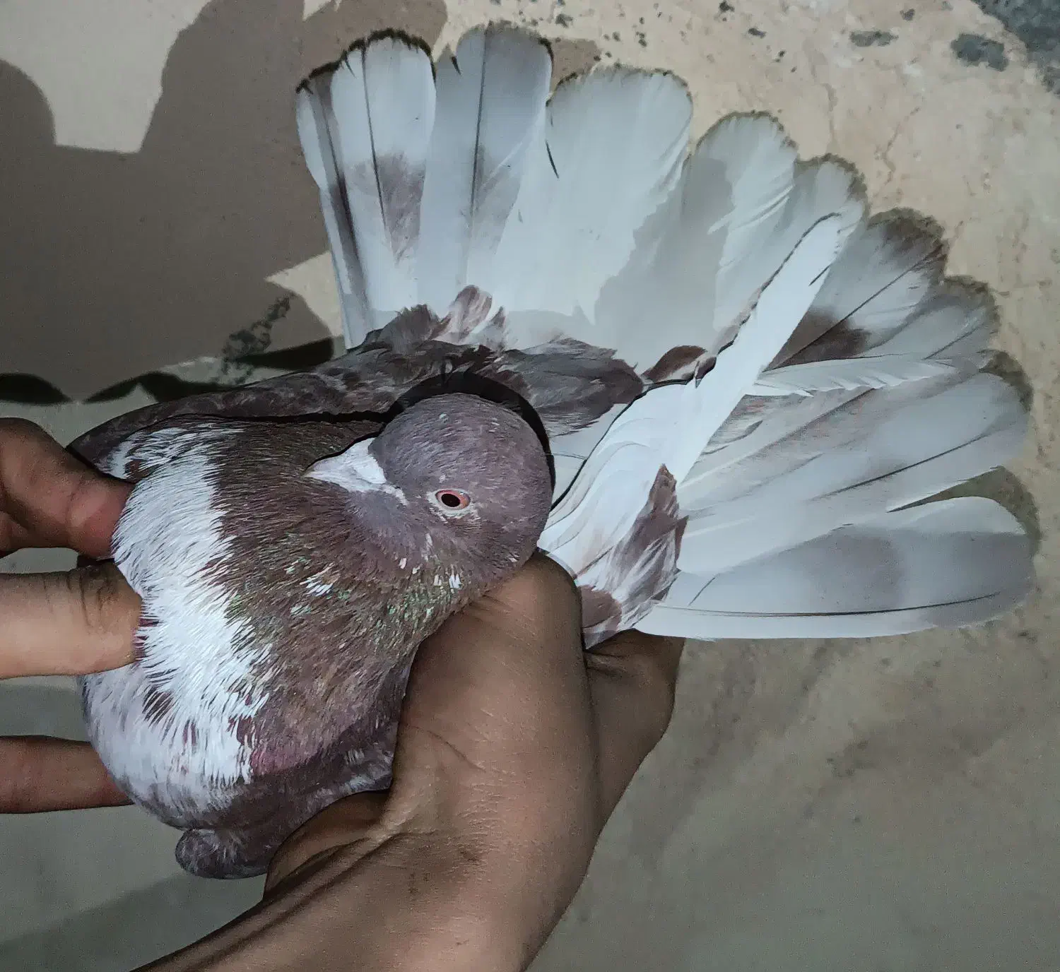 کفتر هوایی|پرنده|نسیمشهر, |دیوار