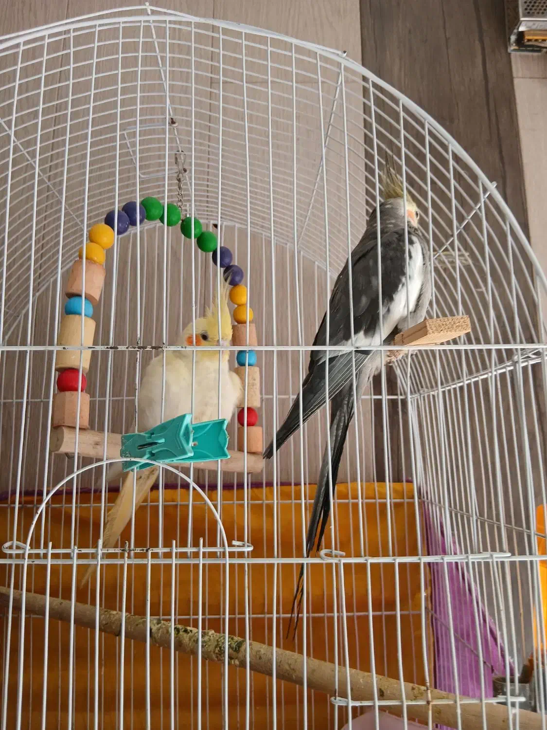 عروس هلندی نر ماده|پرنده|قم, انصار‌الحسین|دیوار