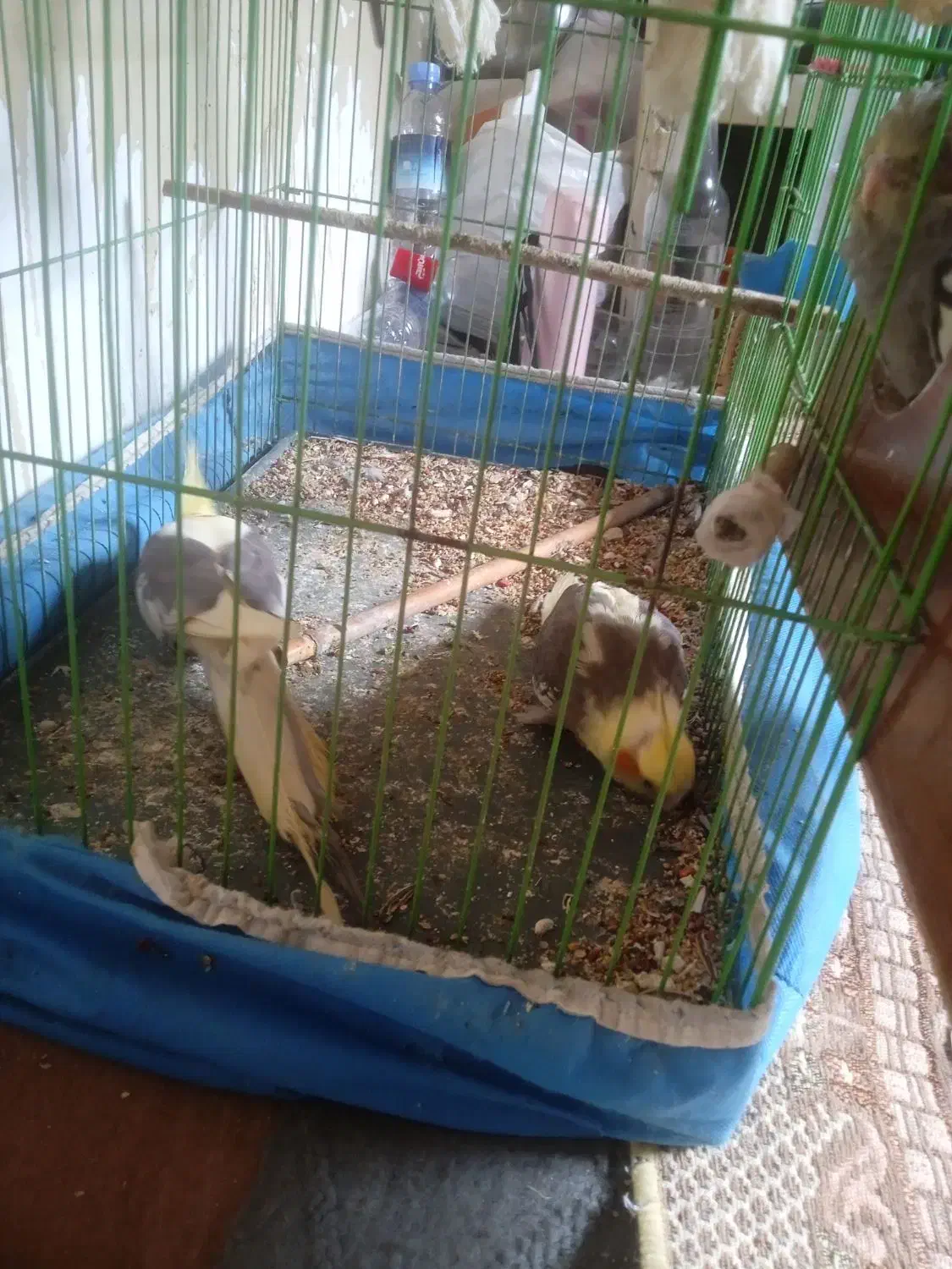 عروس هلندی|پرنده|گرگان, |دیوار