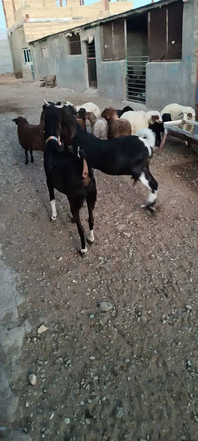 بز درجه یک یک دو عدد داشتی|حیوانات مزرعه|کوهدشت, |دیوار