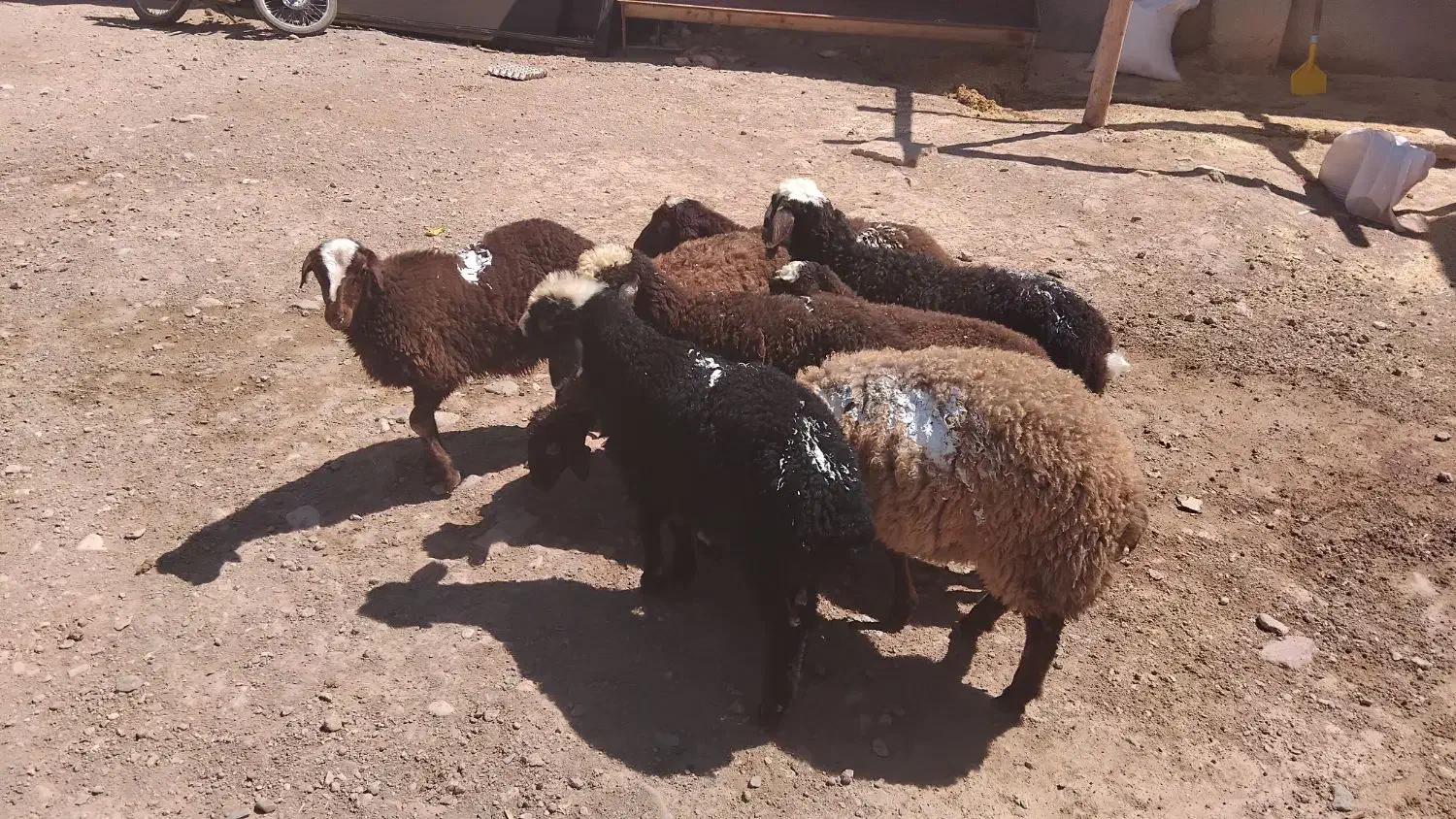 میش وشیشک گوسفند|حیوانات مزرعه|قزوین, |دیوار