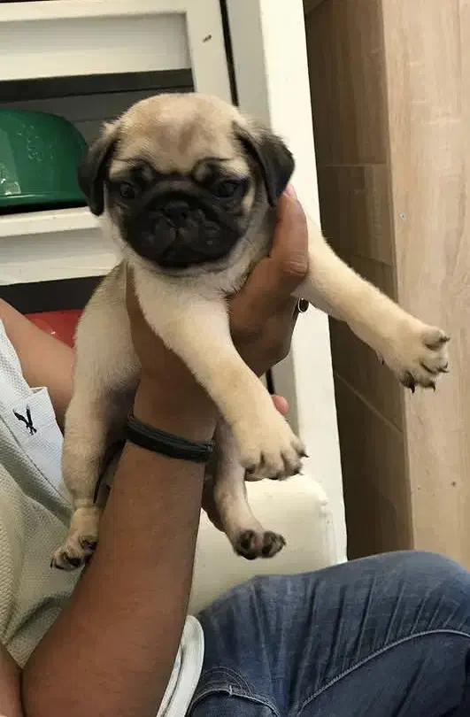 پاگ|سگ|تهران, پاسداران|دیوار