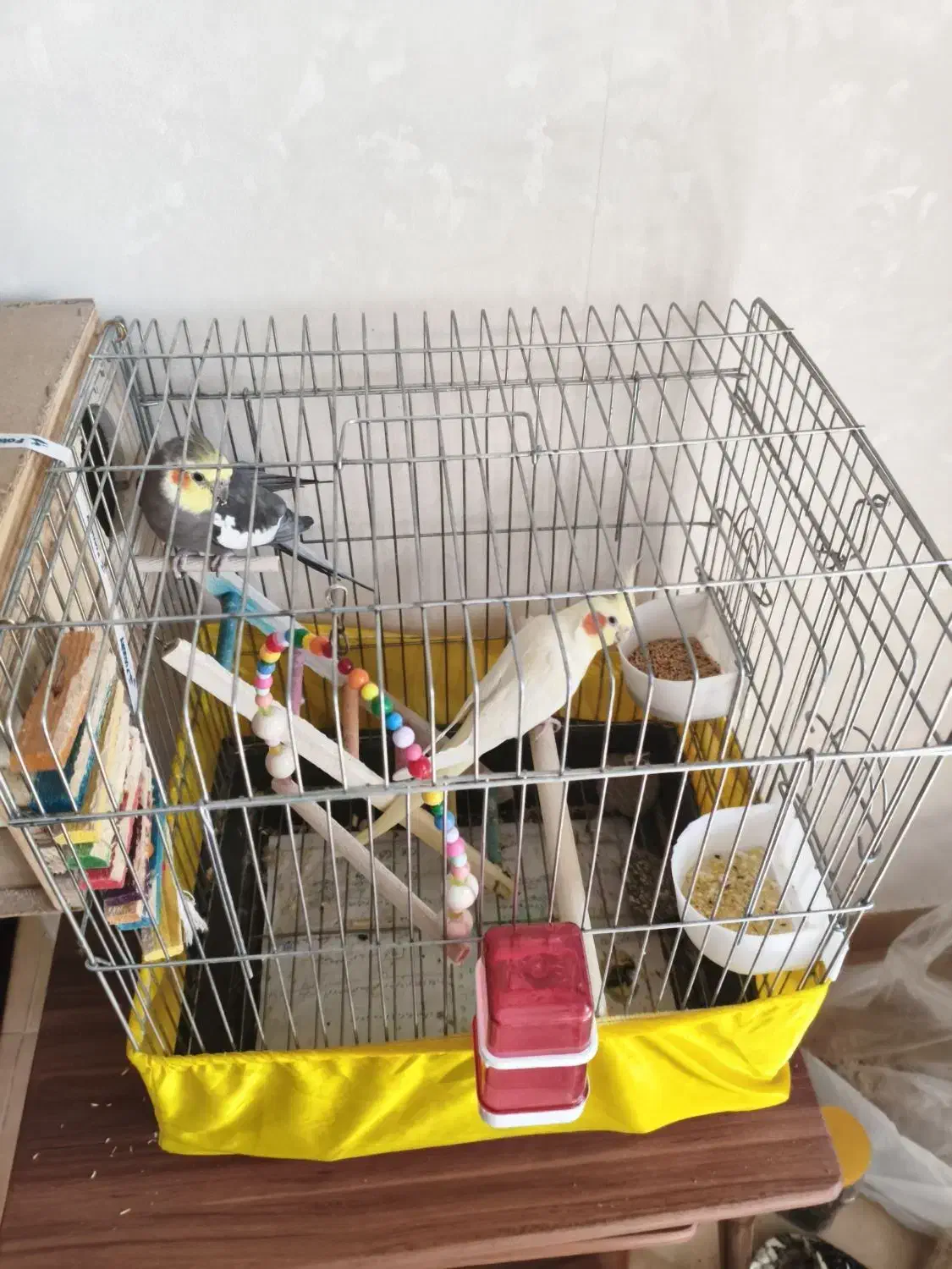 ۵ تا عروس هلندی خاکستری نر و زرد ماده|پرنده|اندیشه, اندیشه فاز ۱|دیوار