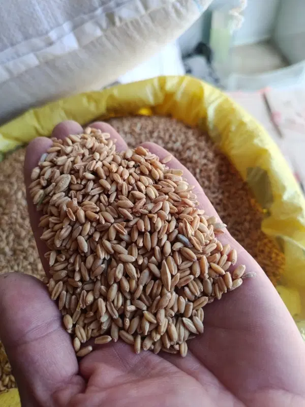 گندم|خدمات باغبانی و درختکاری|بجنورد, |دیوار
