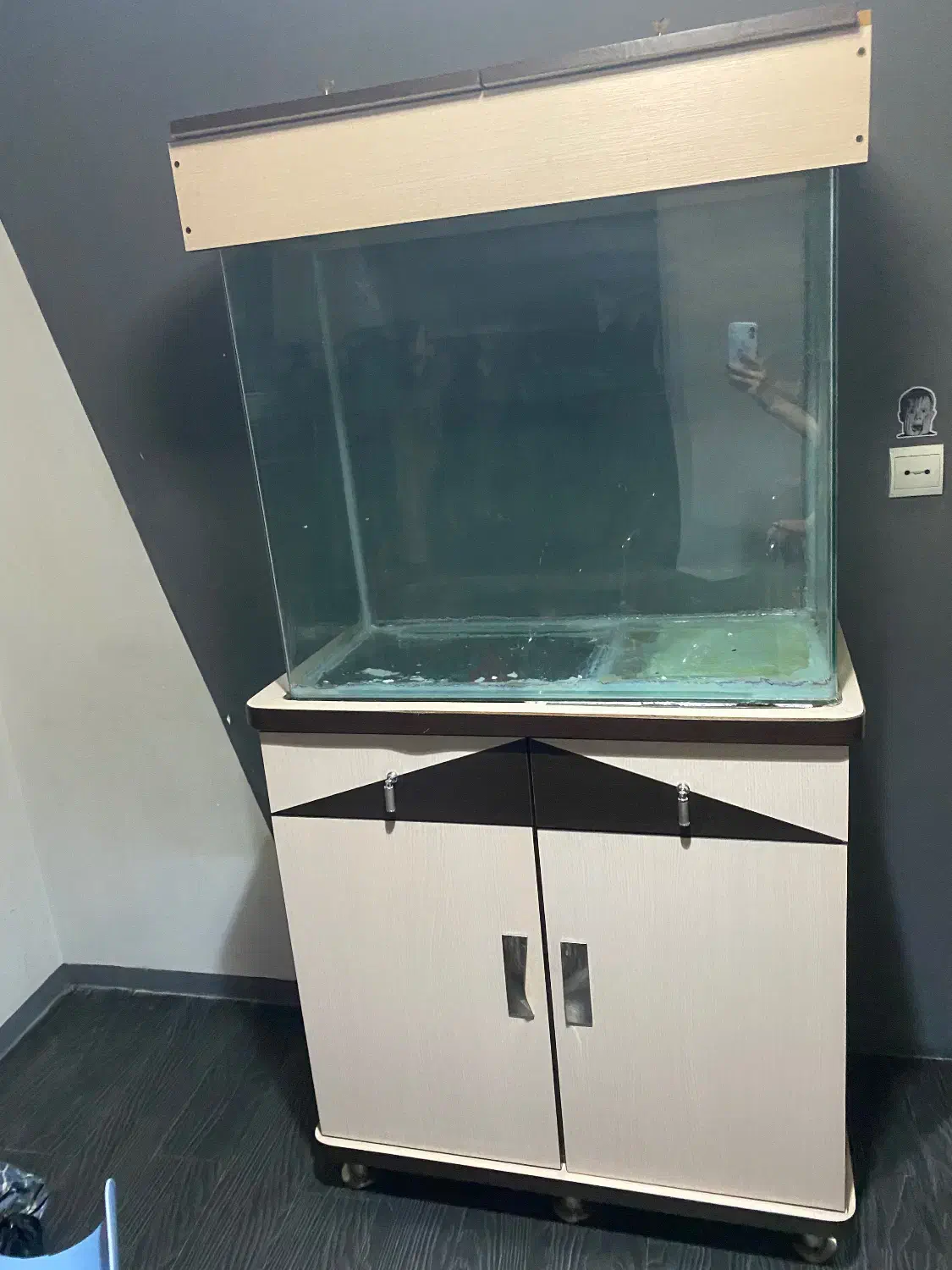 اکواریوم|ماهی|رشت, فلسطین|دیوار