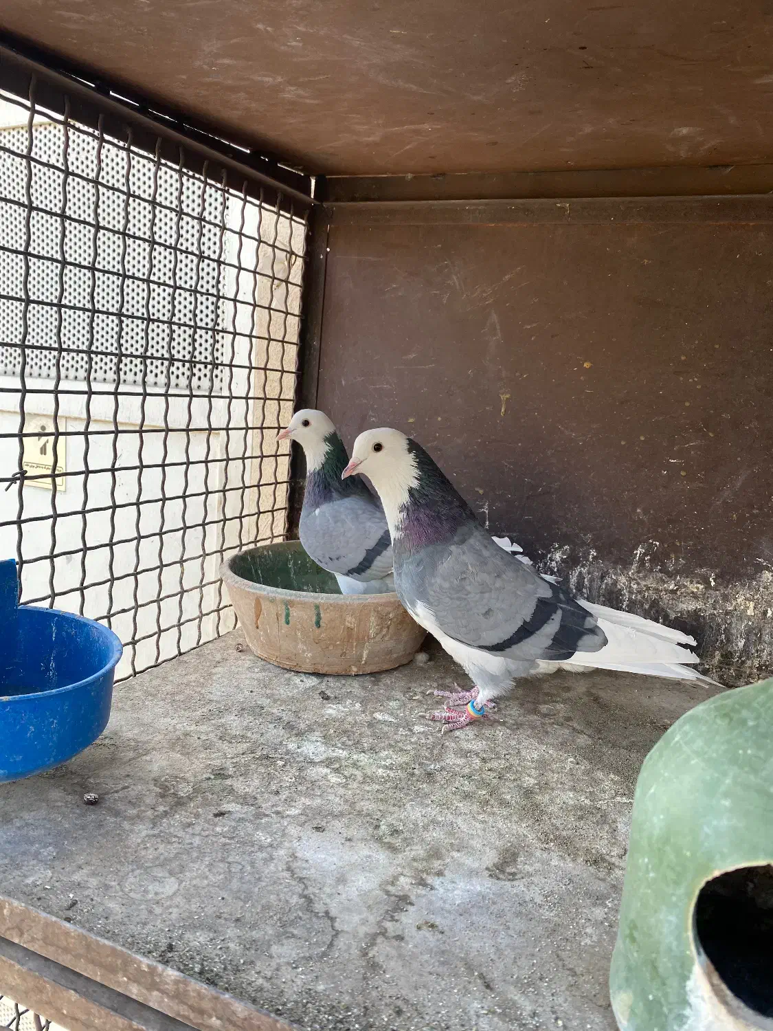 کبوتر پرشی|پرنده|تهران, باغ خزانه|دیوار