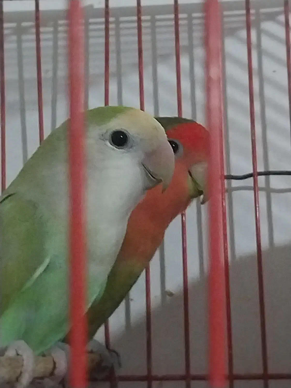 یک جفت کوتوله سالم بدون قفس داده میشود|پرنده|زابل, |دیوار