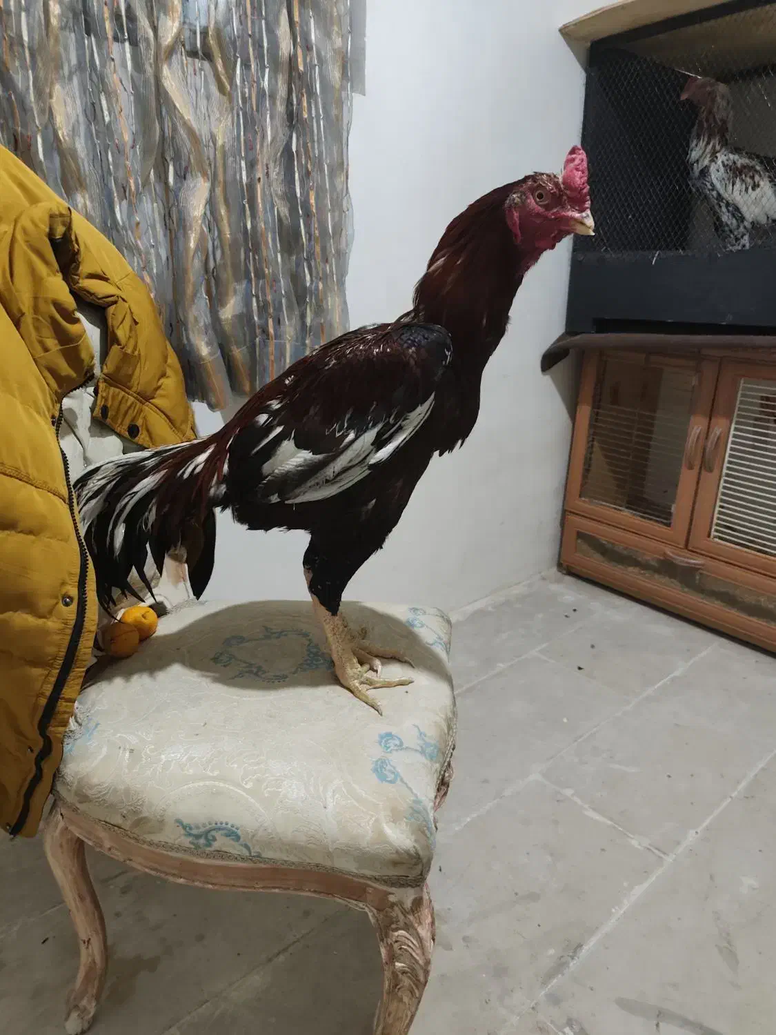 خروس لاری|حیوانات مزرعه|رودهن, |دیوار