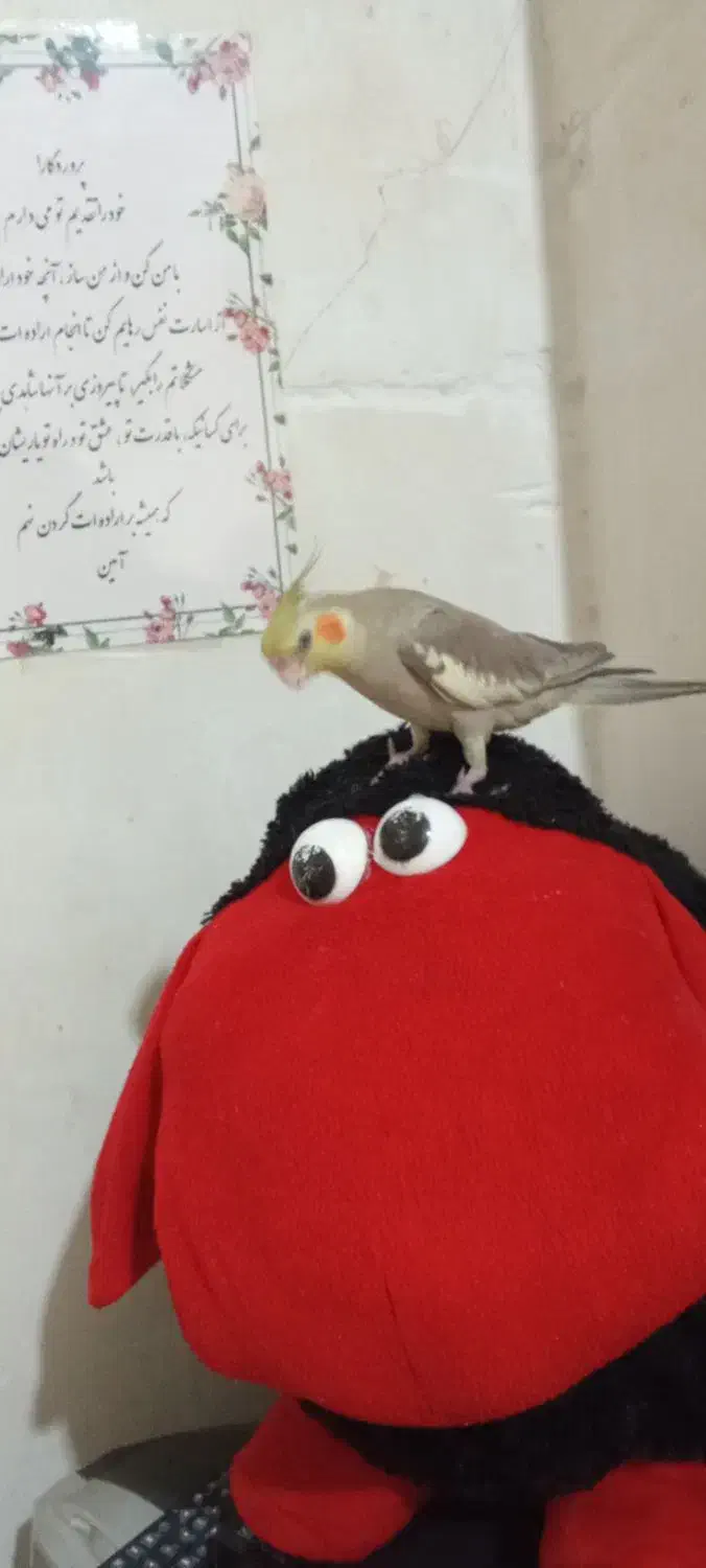 عروس هلندی گم شده|حیوانات|کرمان, |دیوار