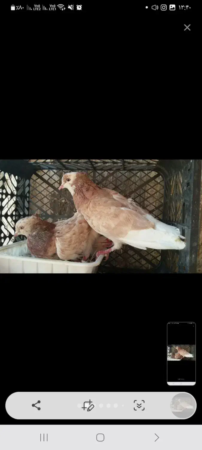 ۱۲ تا کفتر پرشی و ساعت دار|پرنده|آفتاب, |دیوار