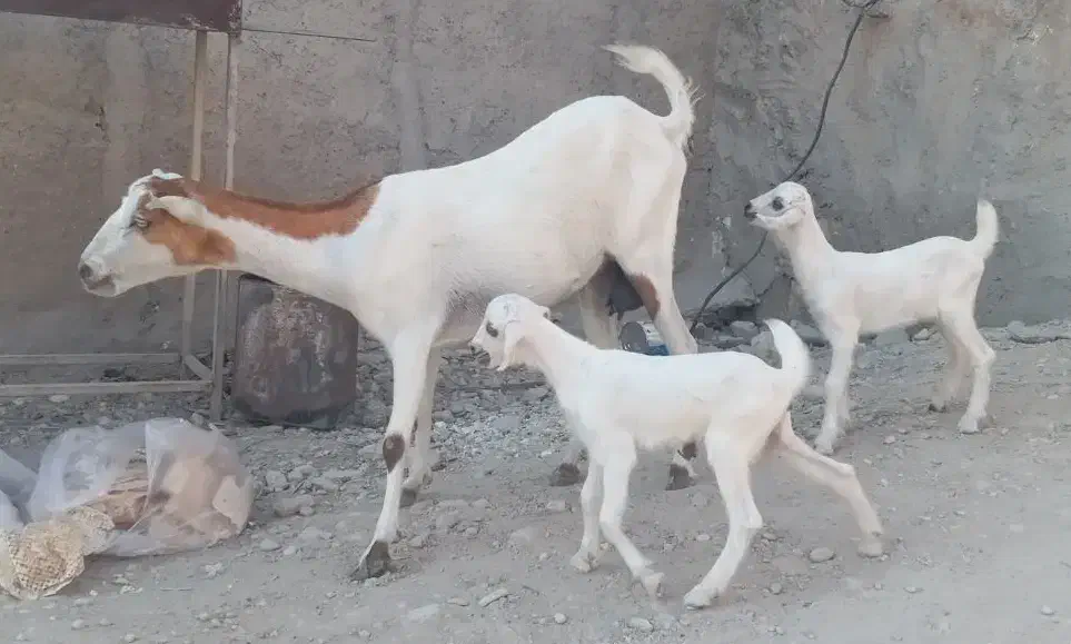 فروش بز کراچی با دو کهر ماده|حیوانات مزرعه|رویدر, |دیوار