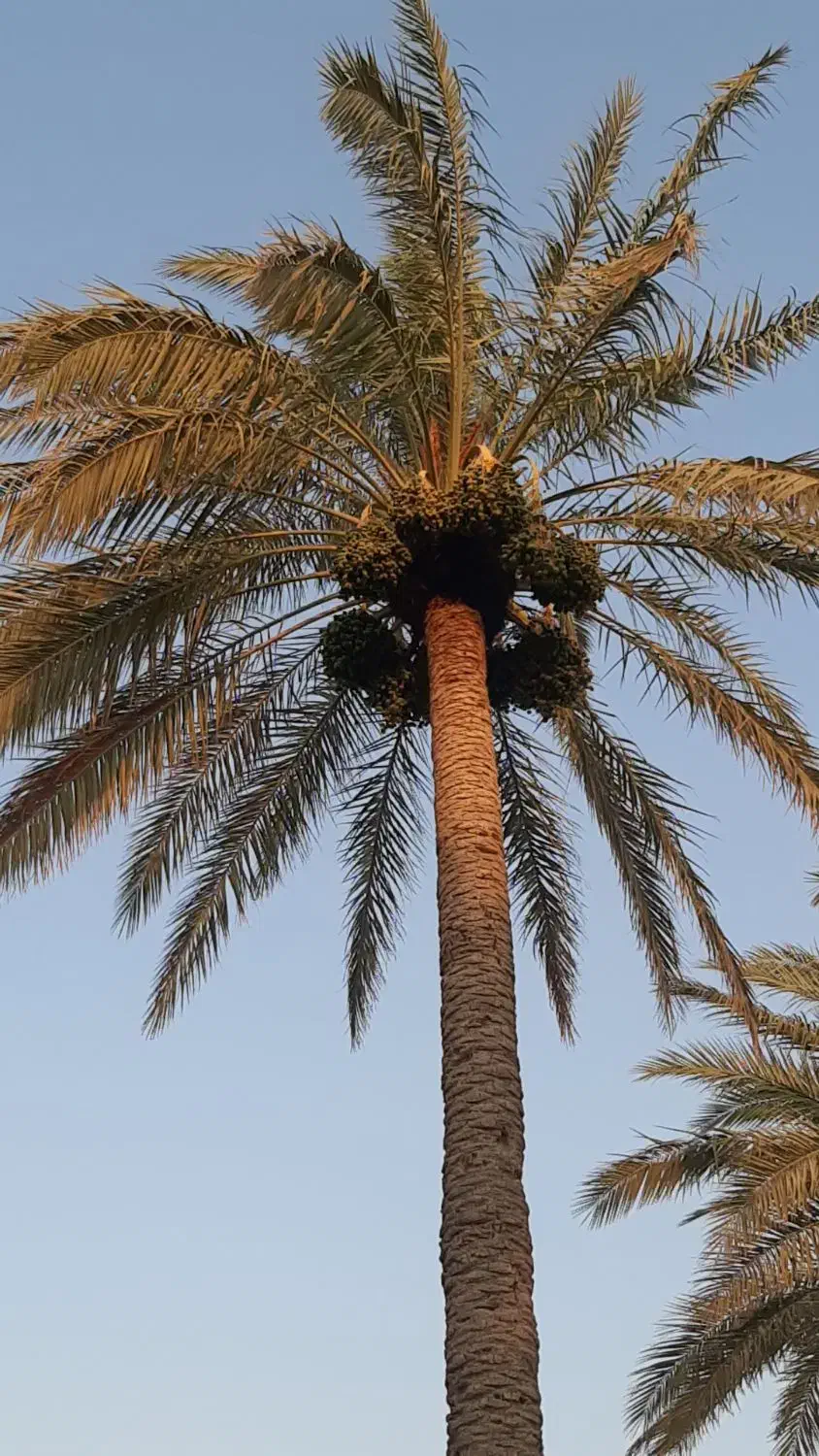 باغ نخل تفریحی روسای کدایی|فروش زمین و ملک کلنگی|ریگ, |دیوار