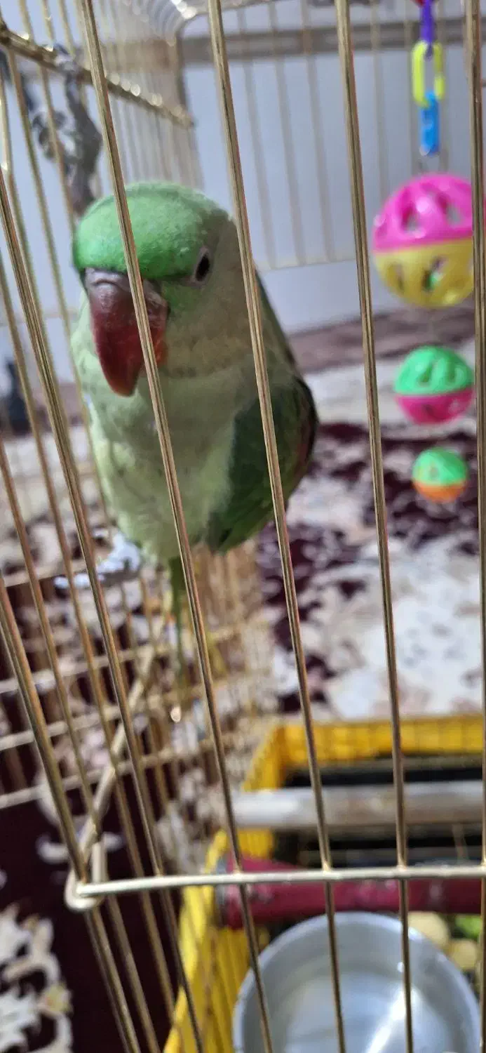 جوجه شاه طوطی نراسکندر چشم مشکی ۳ماهه|پرنده|ملارد, |دیوار