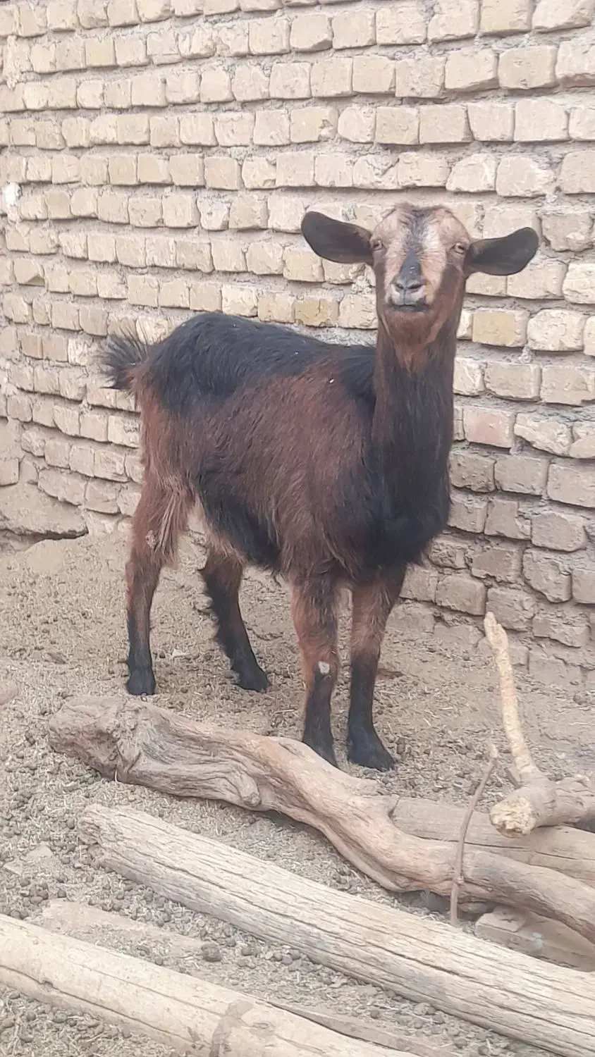 بز جوان|حیوانات مزرعه|اشکذر, |دیوار