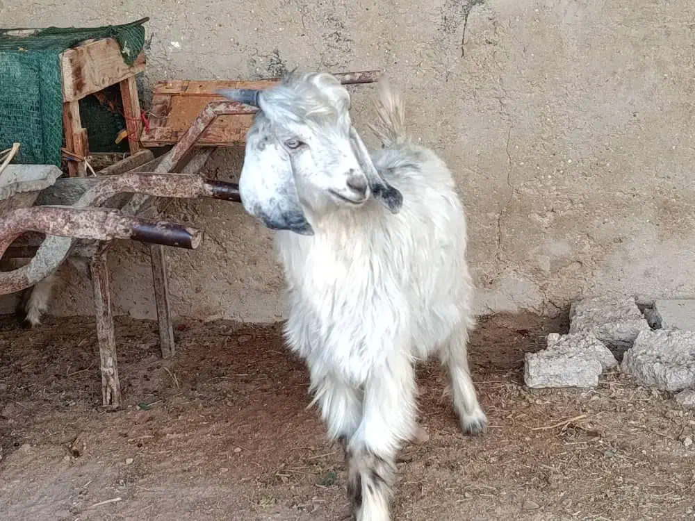 فروش سه عدد کهره|حیوانات مزرعه|بردخون, |دیوار