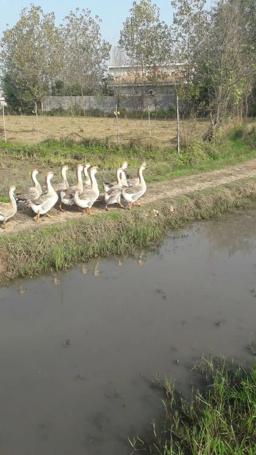 قوغاز|حیوانات مزرعه|خمام, |دیوار