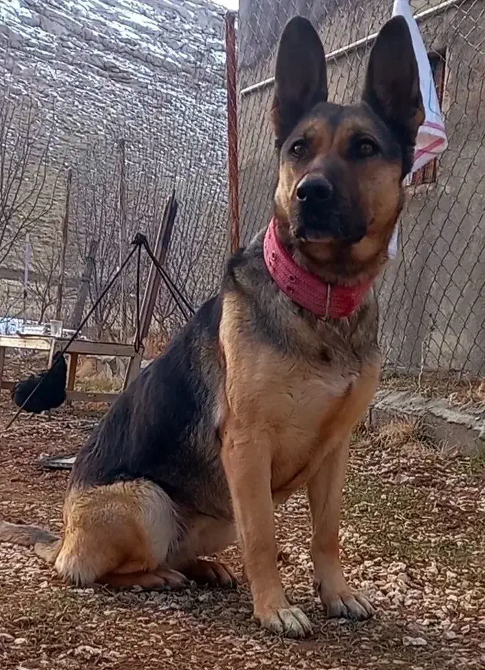 ژرمن ورک لاین ماده|سگ|بیجار, |دیوار