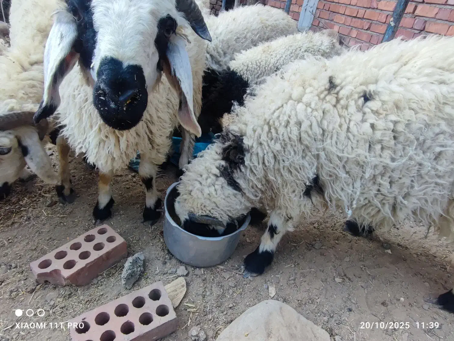 فروش تعدادی بره نر|حیوانات مزرعه|رابر, |دیوار