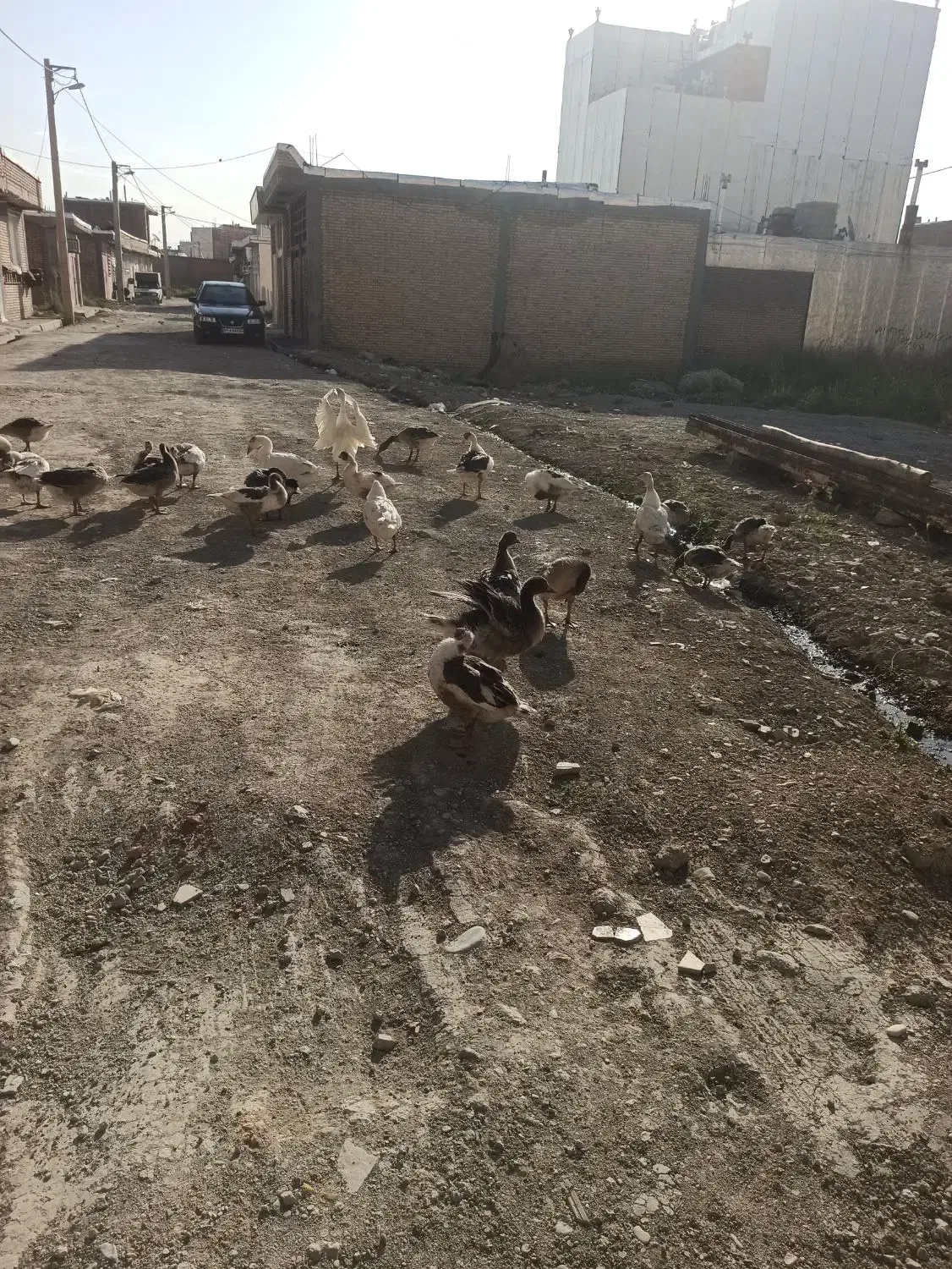 فروش غاز|حیوانات مزرعه|پیرانشهر, |دیوار