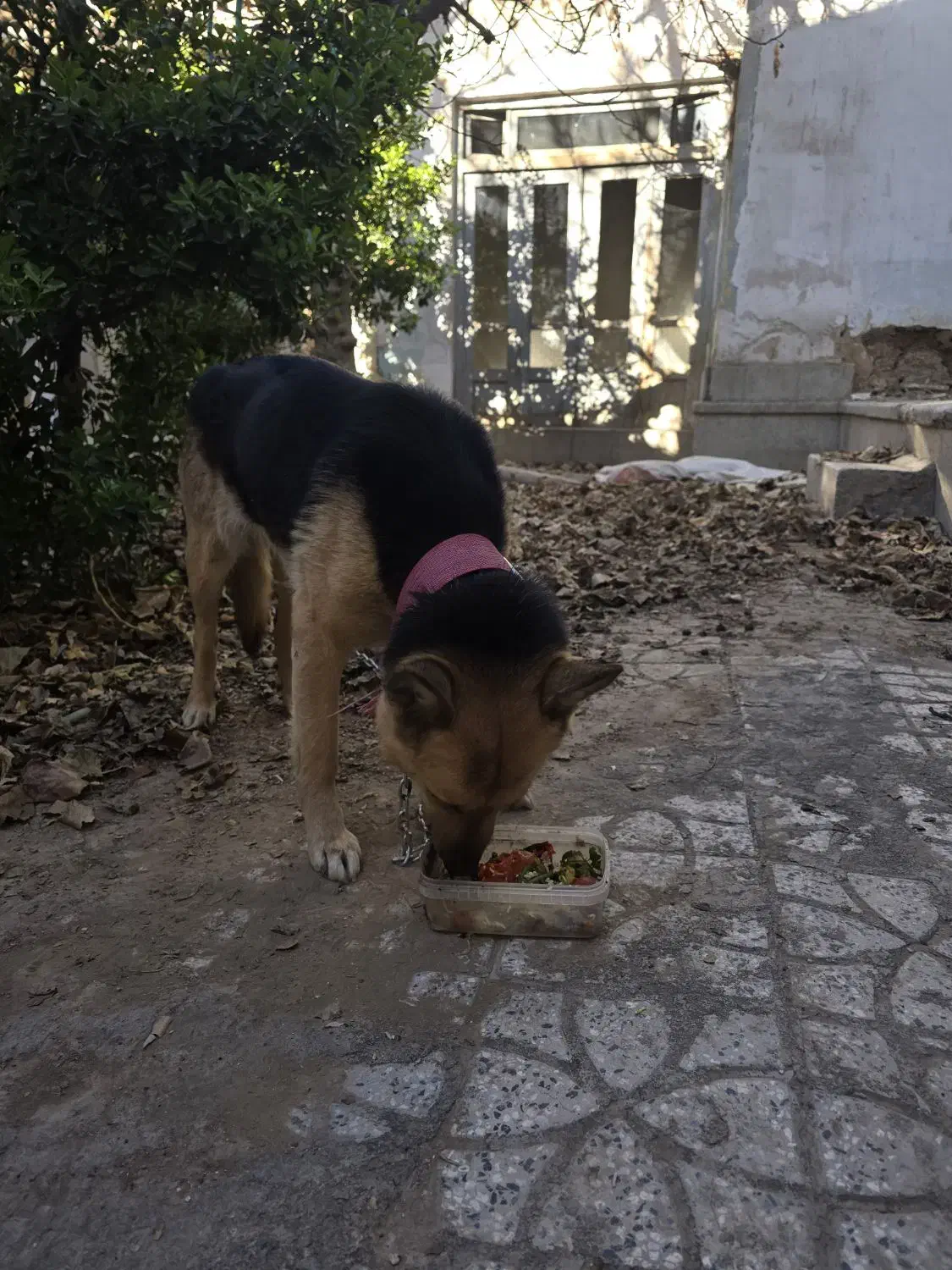 سگ ژرمن|سگ|اصفهان, گورتان|دیوار