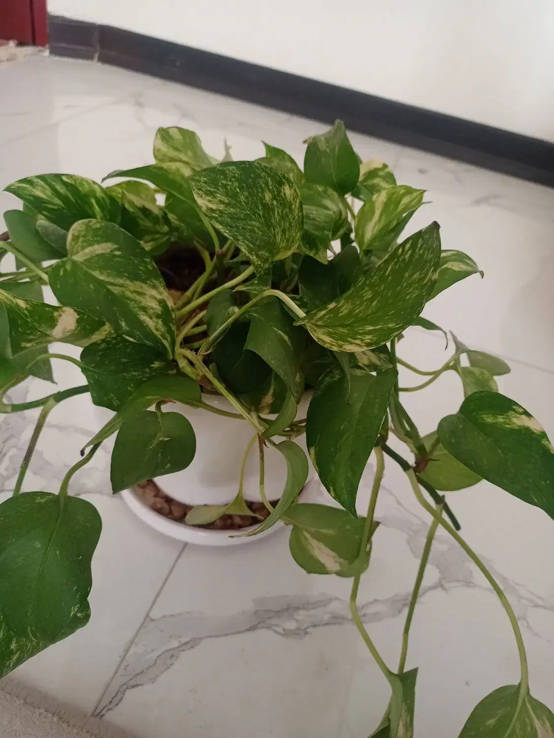 فروش گل|گل و گیاه طبیعی|جهرم, |دیوار