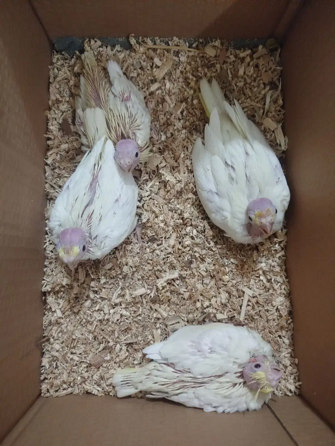 جوجه عروس هلندی...|پرنده|ایرانشهر, |دیوار