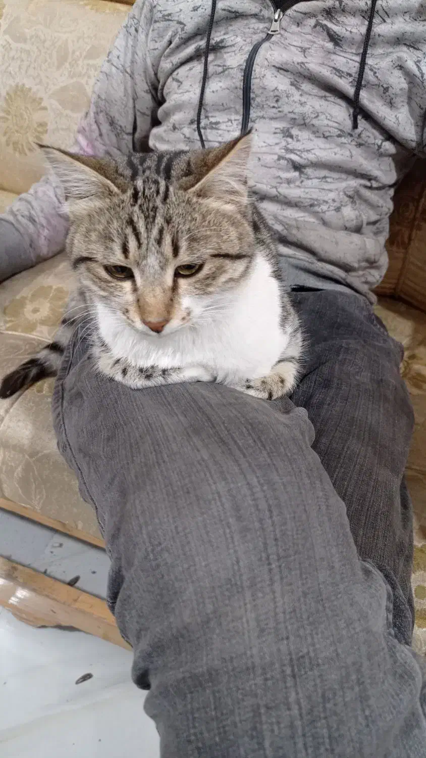 گربه خانگی|گربه|فیرورق, |دیوار